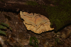 Laetiporus versisporus