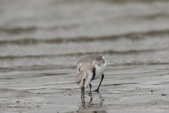 Anarhynchus frontalis