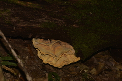 Laetiporus versisporus