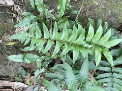 Dryopteris scottii
