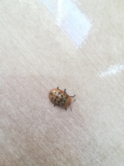 Conchyloctenia punctata