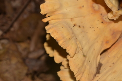 Laetiporus versisporus