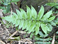 Dryopteris scottii