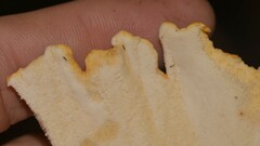 Laetiporus versisporus