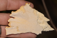 Laetiporus versisporus