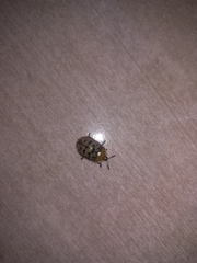 Conchyloctenia punctata