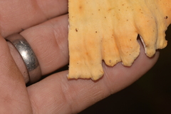 Laetiporus versisporus