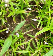 Utricularia minutissima