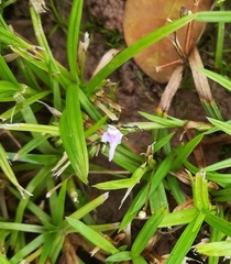 Utricularia minutissima