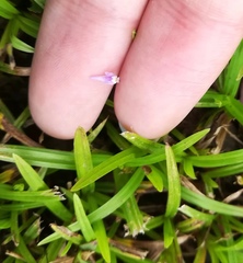 Utricularia minutissima