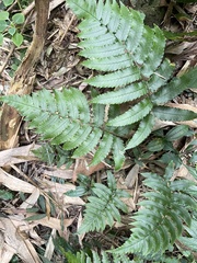 Dryopteris scottii