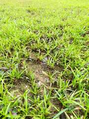 Utricularia minutissima