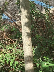 Quercus