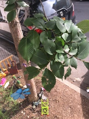 Ulmus