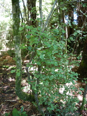 Coprosma tenuicaulis