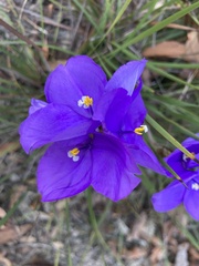Patersonia