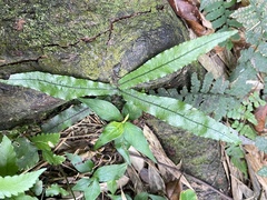 Leptochilus wrightii