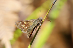 Hesperilla donnysa