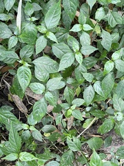 Rungia taiwanensis
