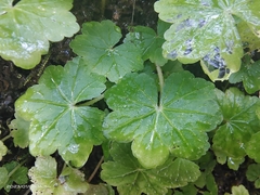 Hydrocotyle nepalensis