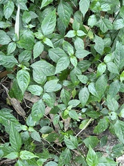 Rungia taiwanensis