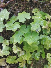 Hydrocotyle nepalensis