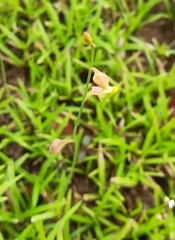 Utricularia bifida