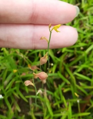 Utricularia bifida