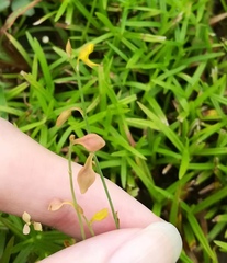 Utricularia bifida