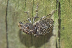 Anthribidae
