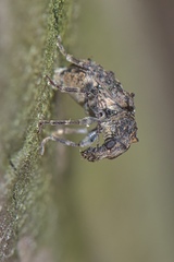 Anthribidae