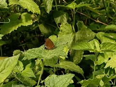 Remelana jangala travana