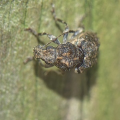 Anthribidae