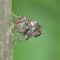 Anthribidae