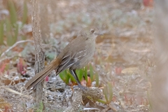 Drymodes brunneopygia