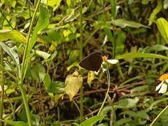 Remelana jangala travana