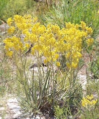 Anigozanthos pulcherrimus
