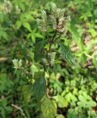 Lepidagathis formosensis