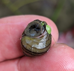 Angulyagra polyzonata