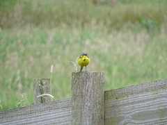 Motacilla flava flava