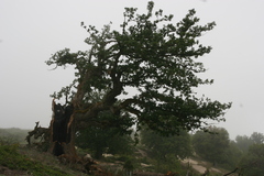Quercus macranthera