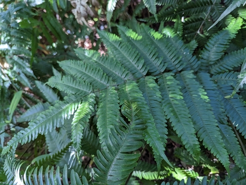 Image of Pteris fauriei by no rights reserved