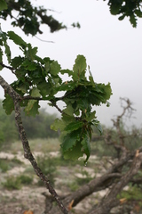 Quercus macranthera