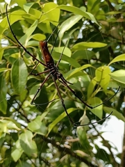 Nephila pilipes