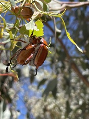 Anoplognathus hirsutus