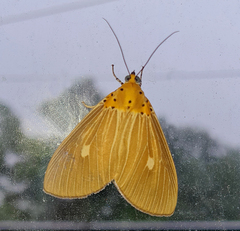 Asota producta