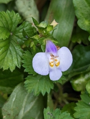 Mazus fauriei