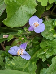Mazus fauriei