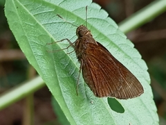 Caltoris cormasa
