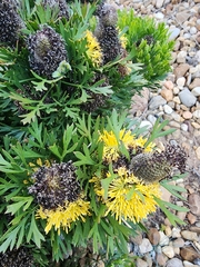 Isopogon